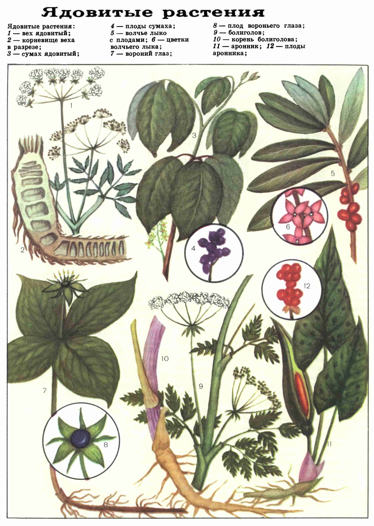 3 Ядовитых растения