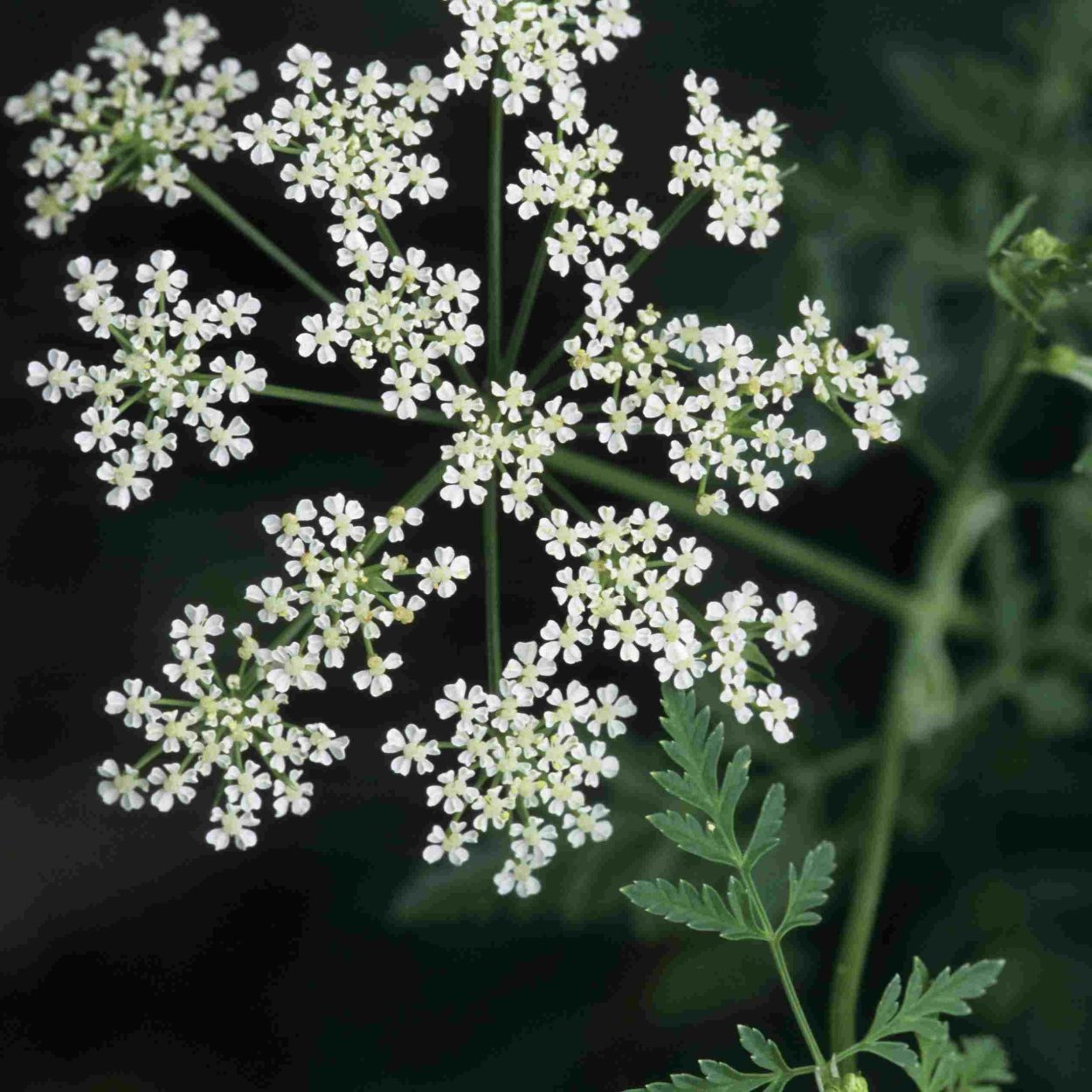 Борщевик белладонна