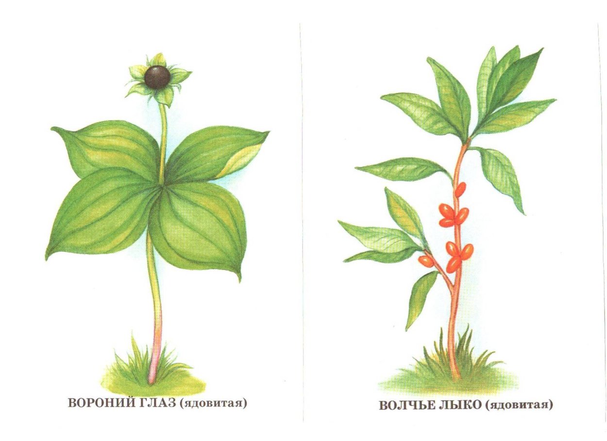 Лекарственные растения