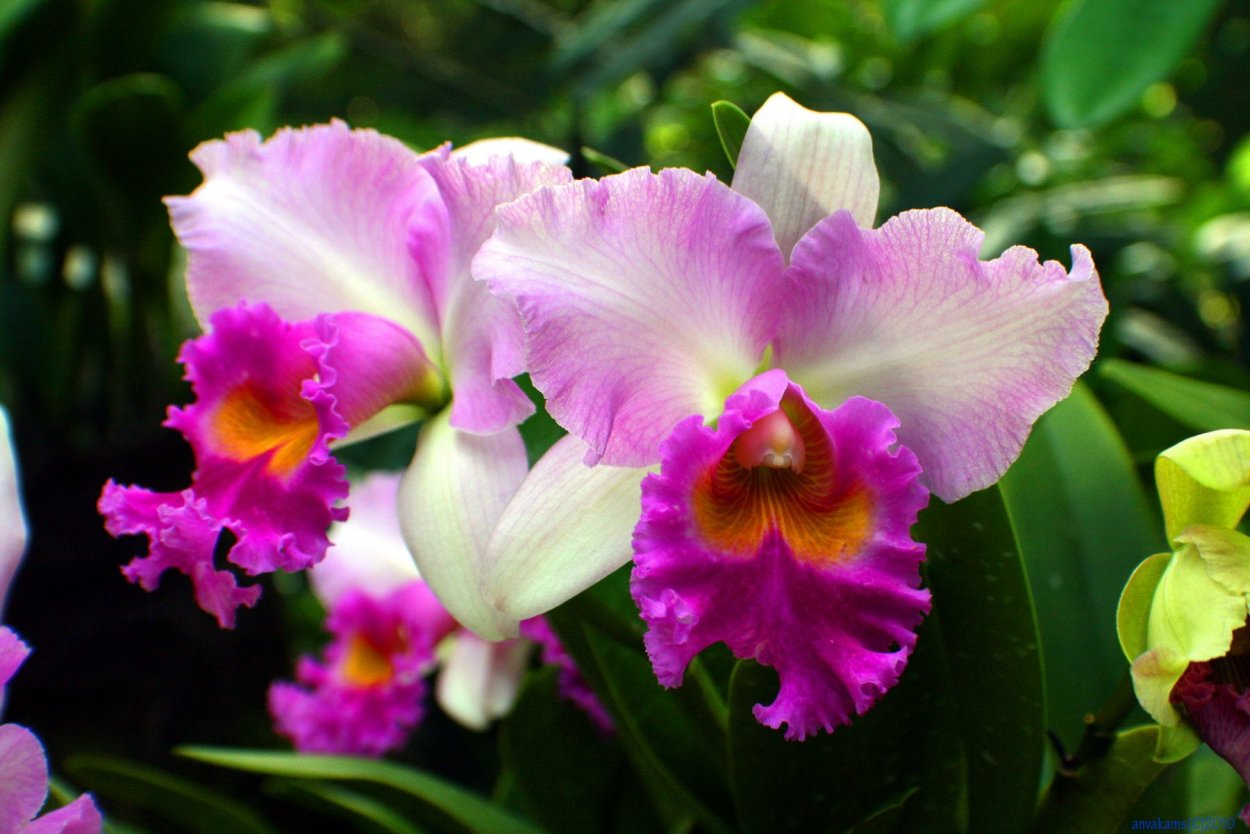 Орхидея махровая