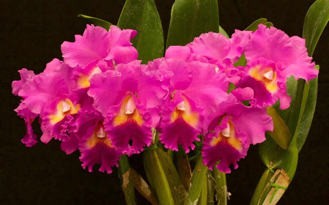 Орхидея Каттлея зеленая