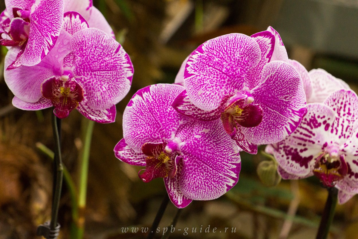 Фото Мои орхидеи