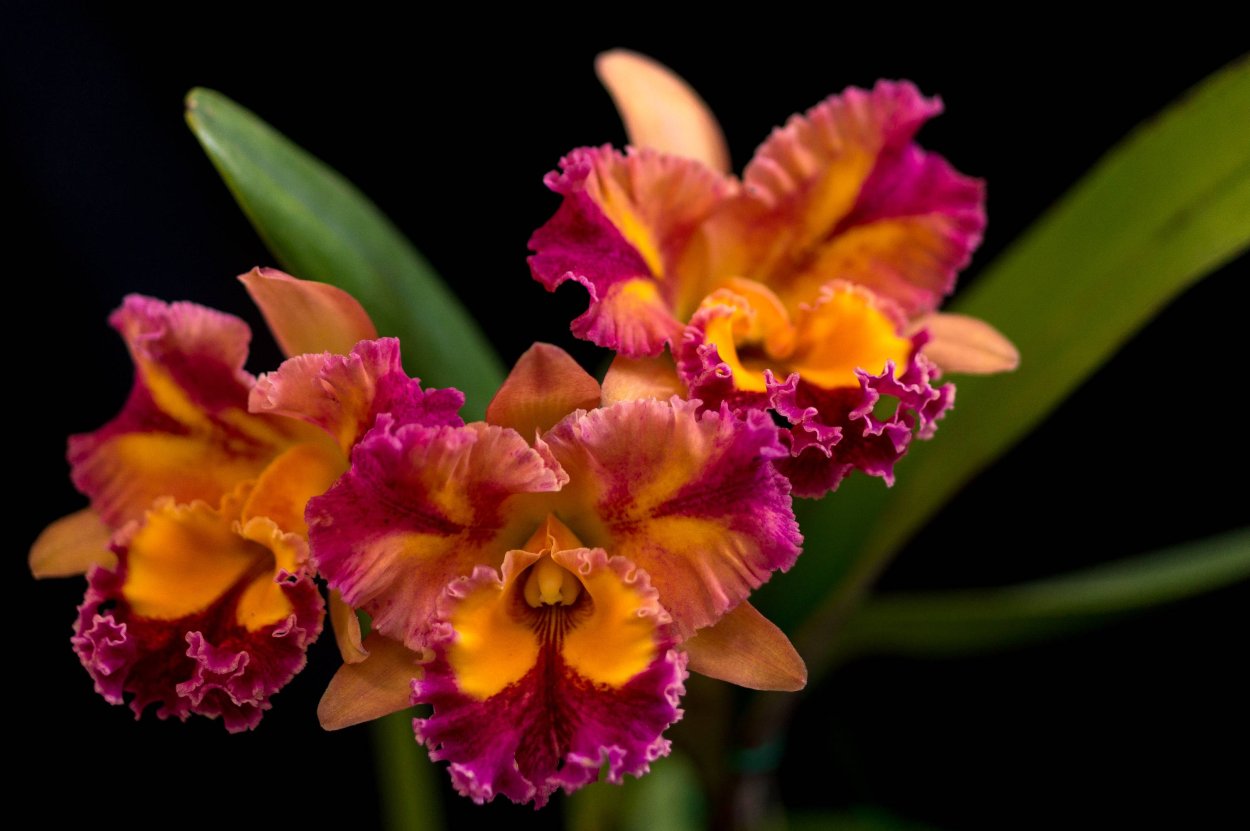 Каттлея Alma Wichmann