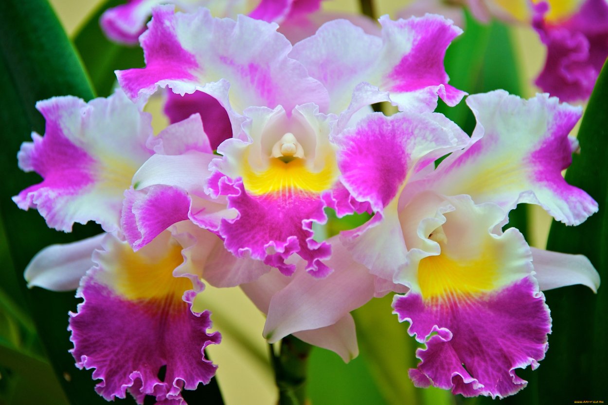 Орхидея махровая