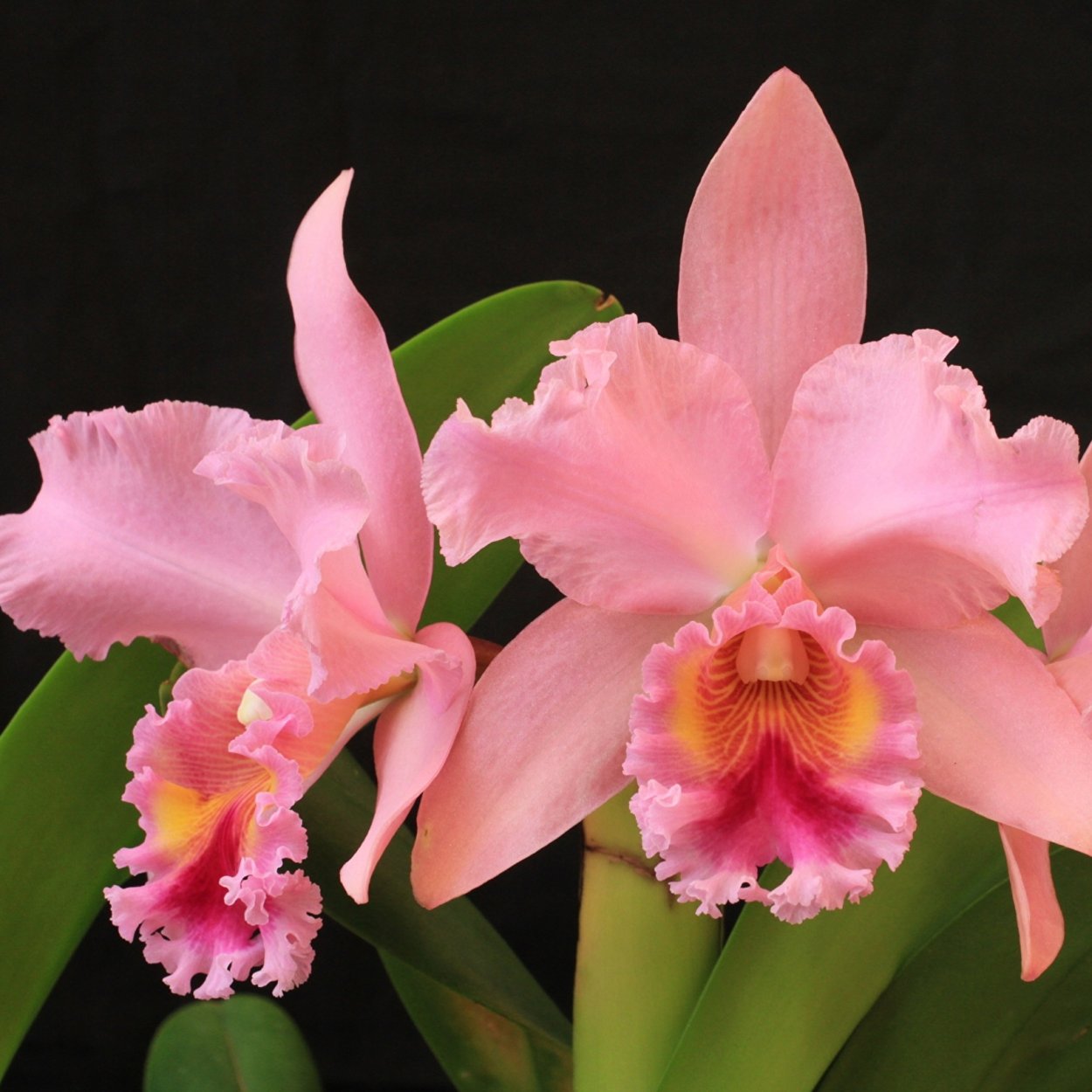 Каттлея Ванилла