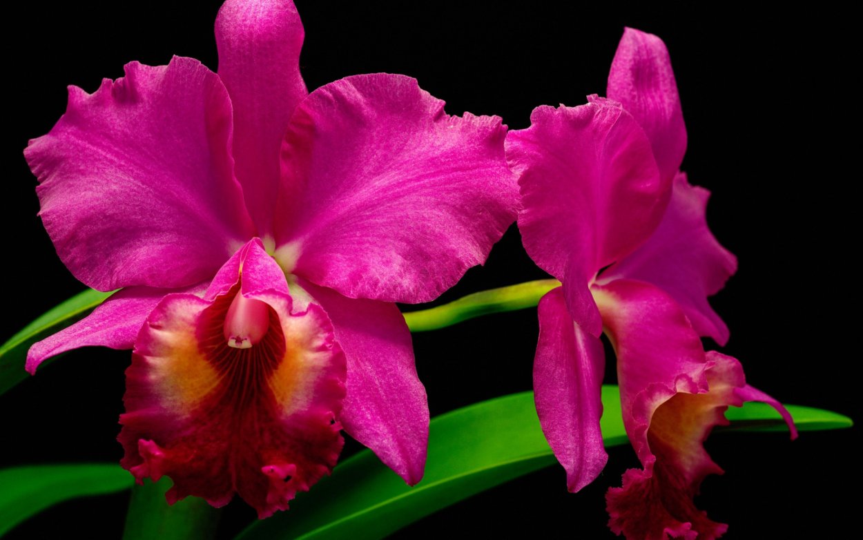 Фаленопсис малиновый