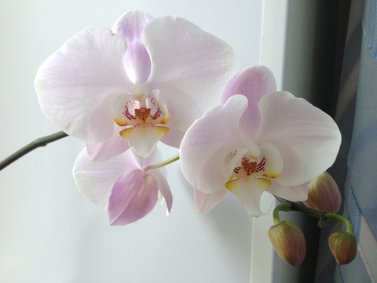 Фаленопсис Phalaenopsis White & Pink