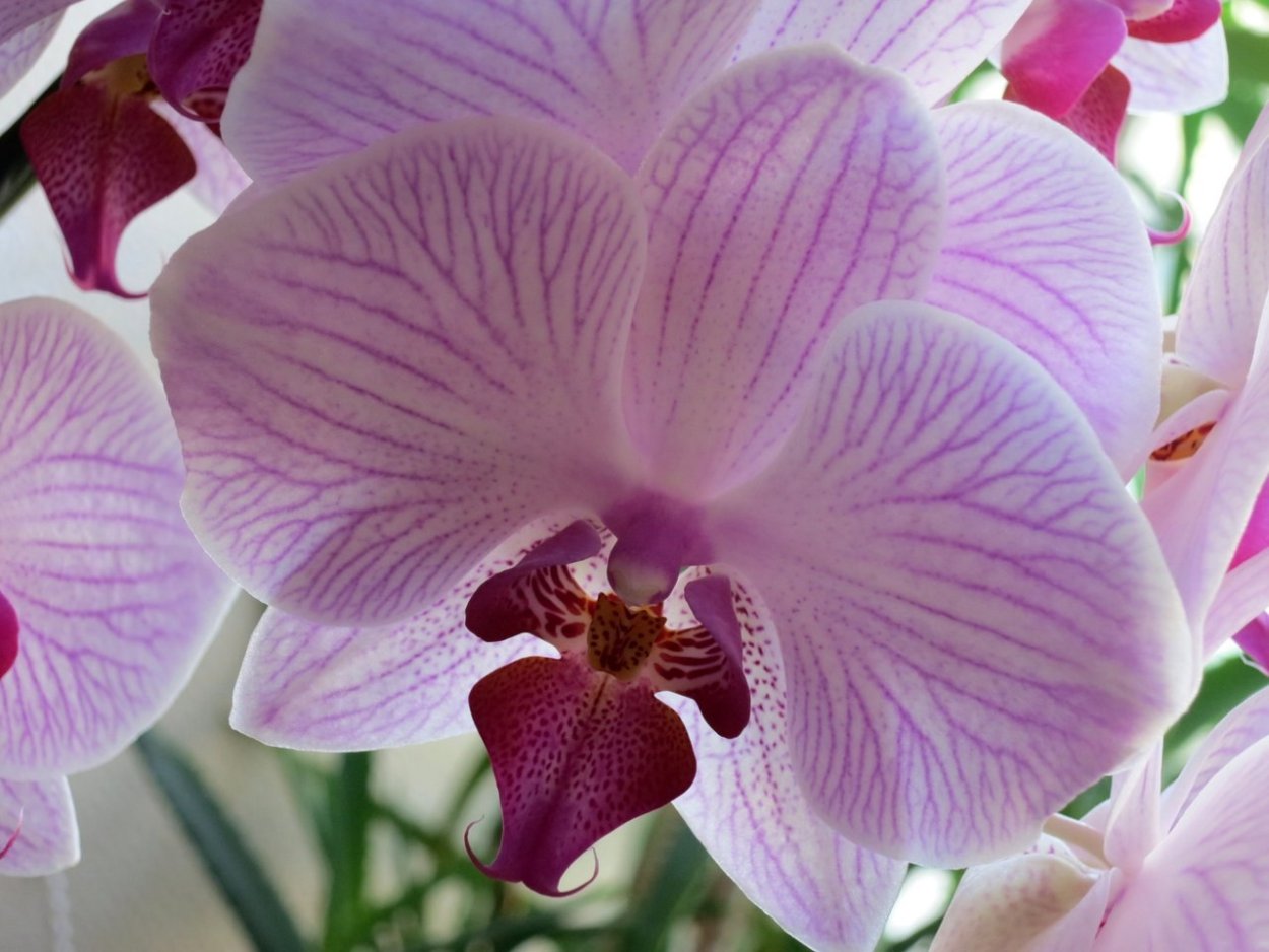 Фаленопсис перпл Миракл