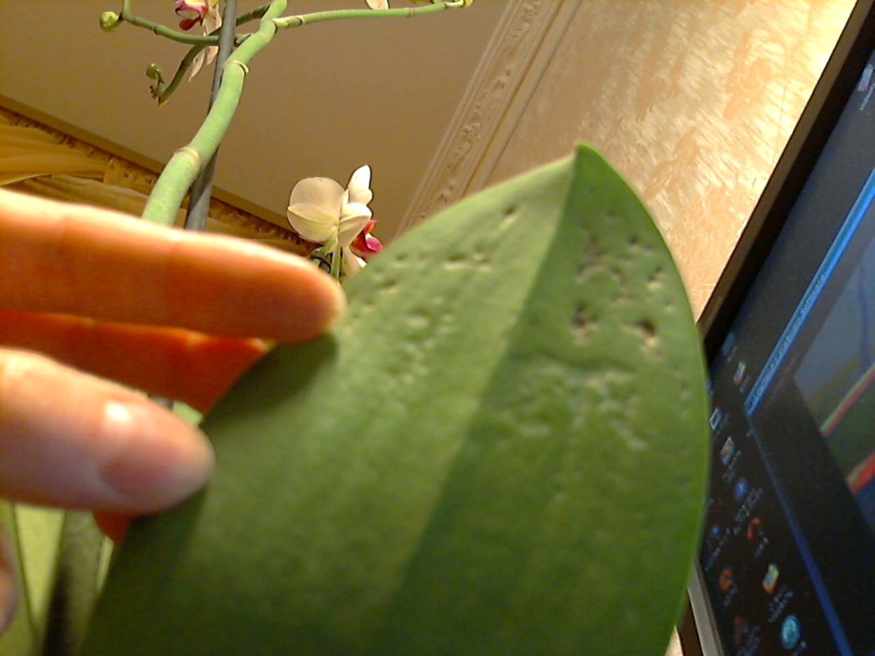 Жёлтые пятна на листьях орхидеи фаленопсис