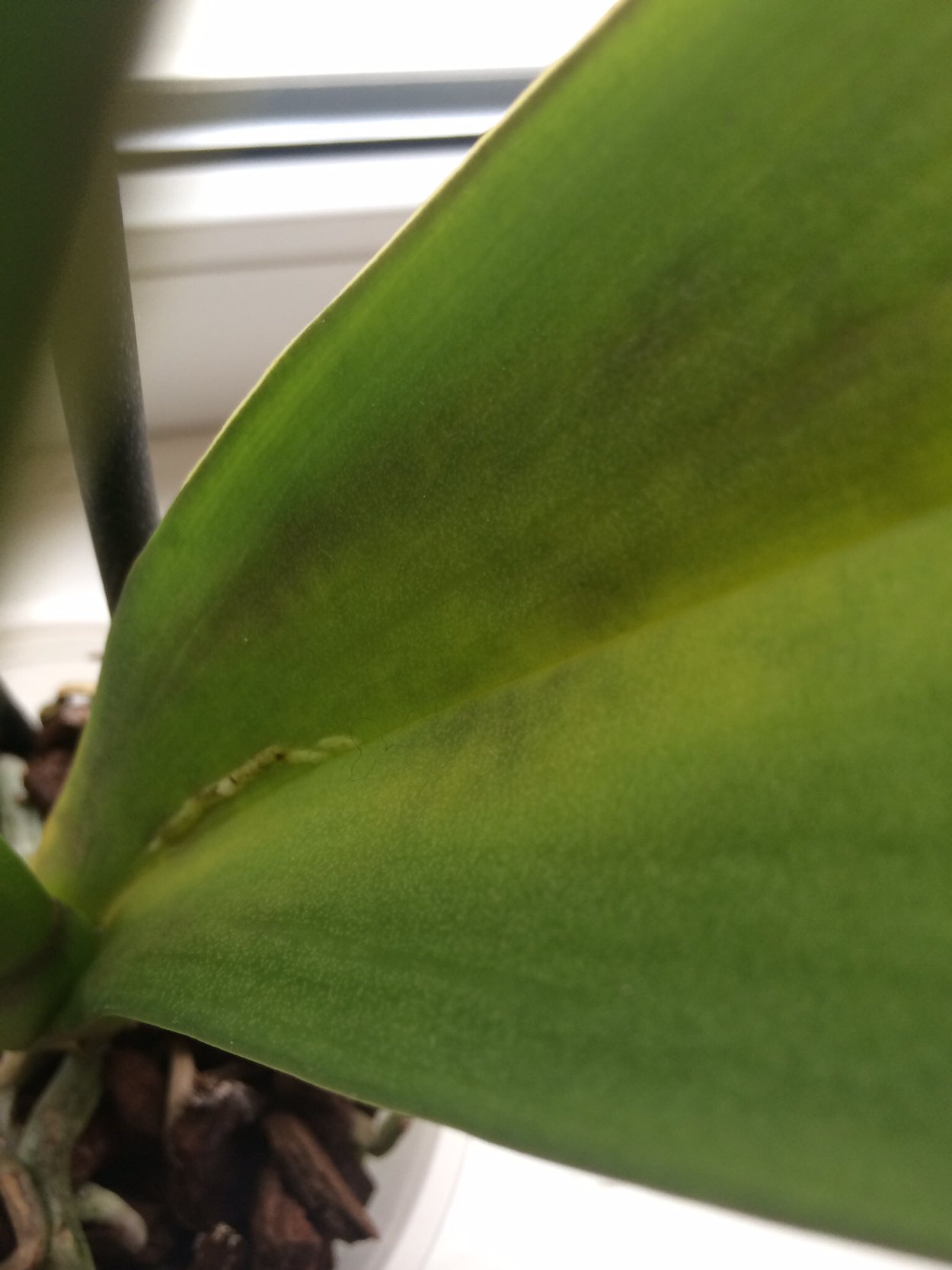 Альтернариоз фаленопсис