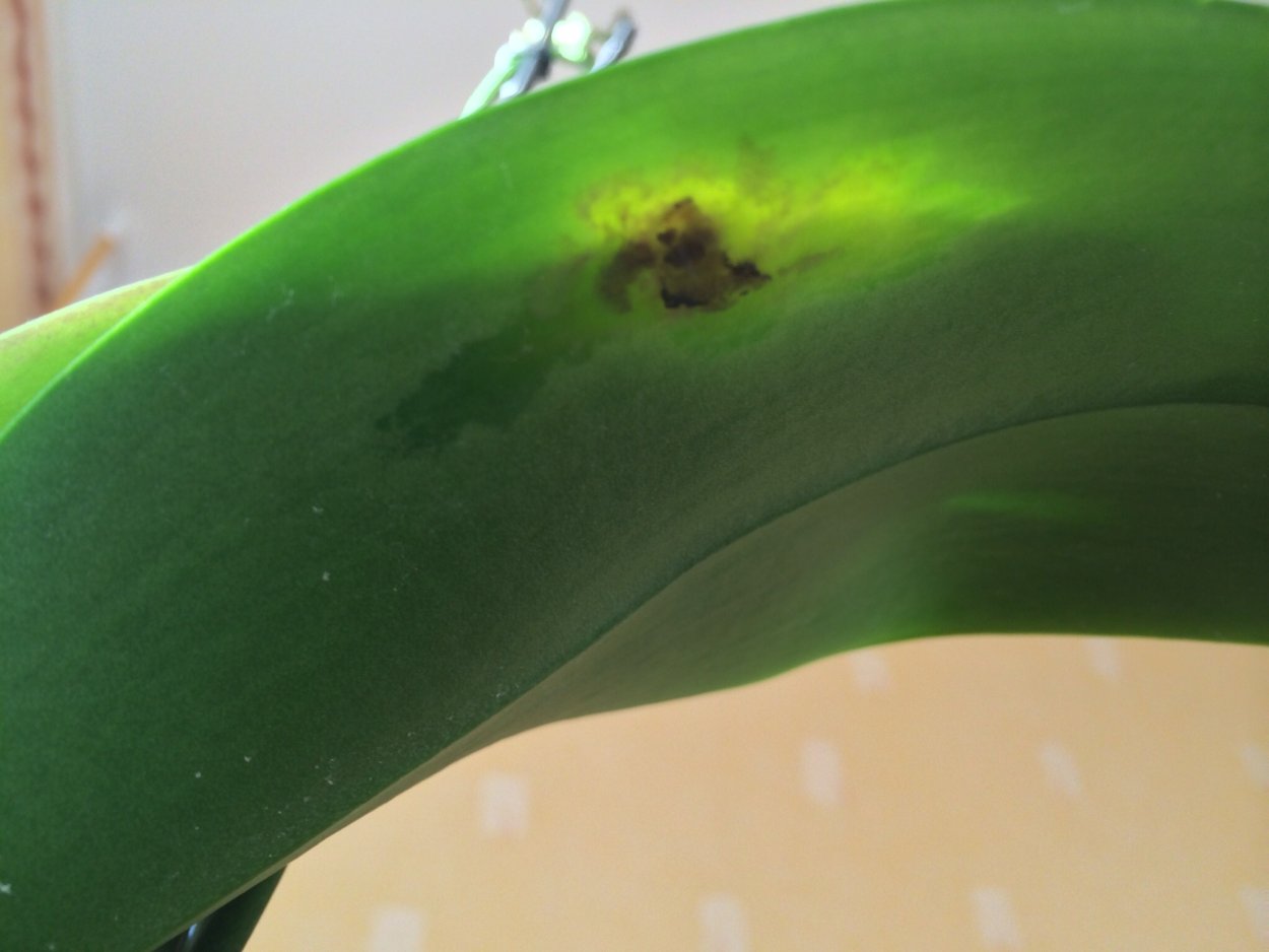 Ожоги на листьях орхидеи фаленопсис