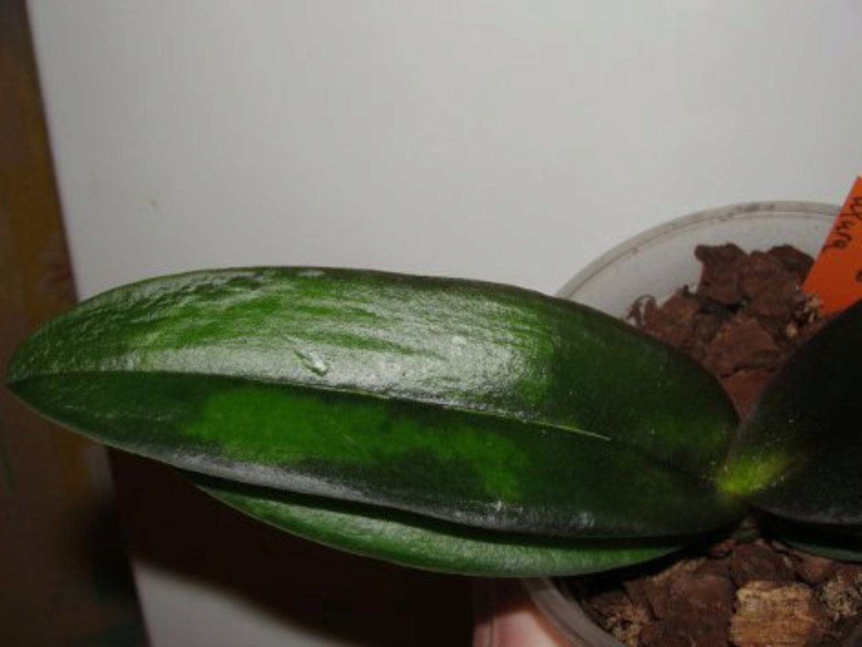 Фаленопсис обморожение листьев