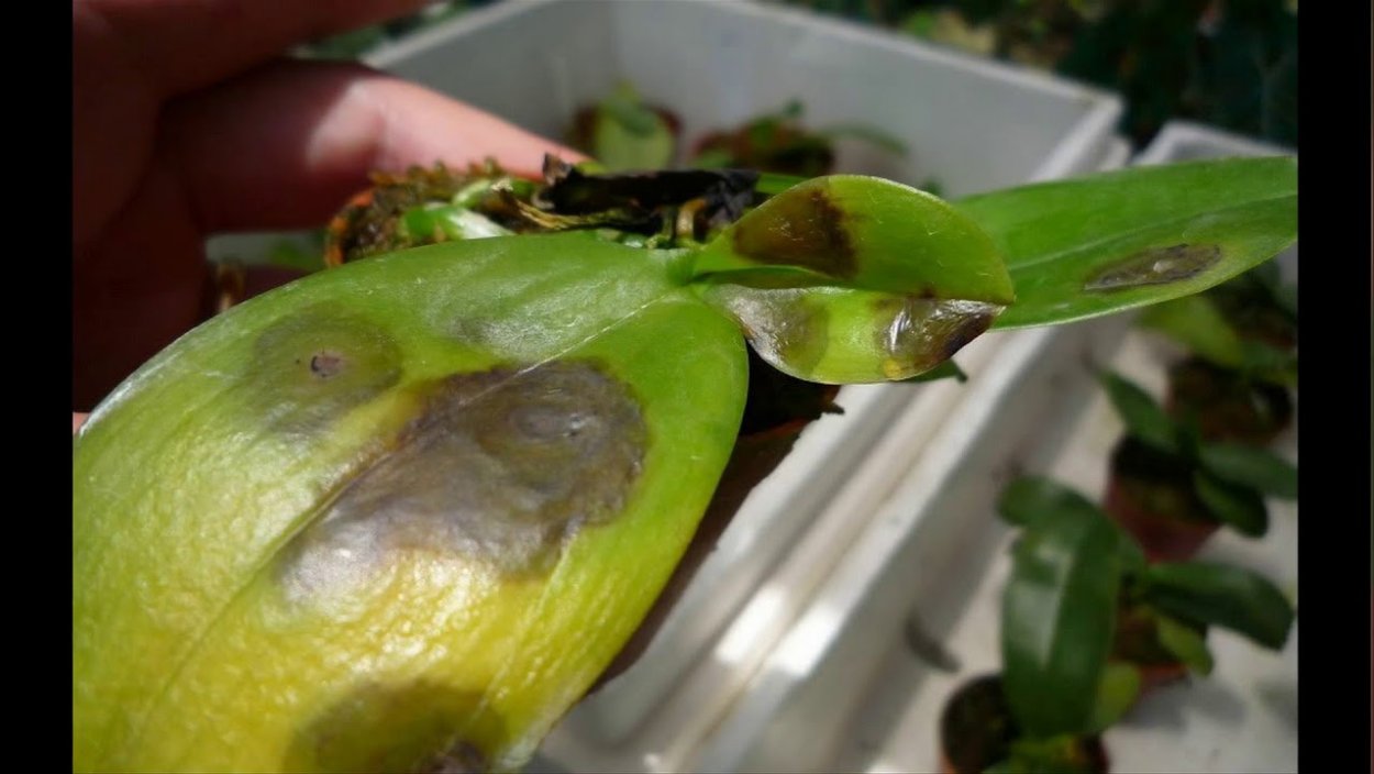 Орхидея фаленопсис листья