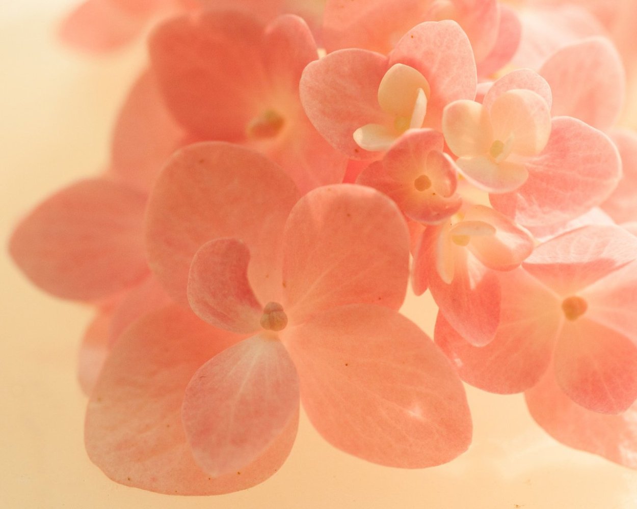 Фон персиковый нежный