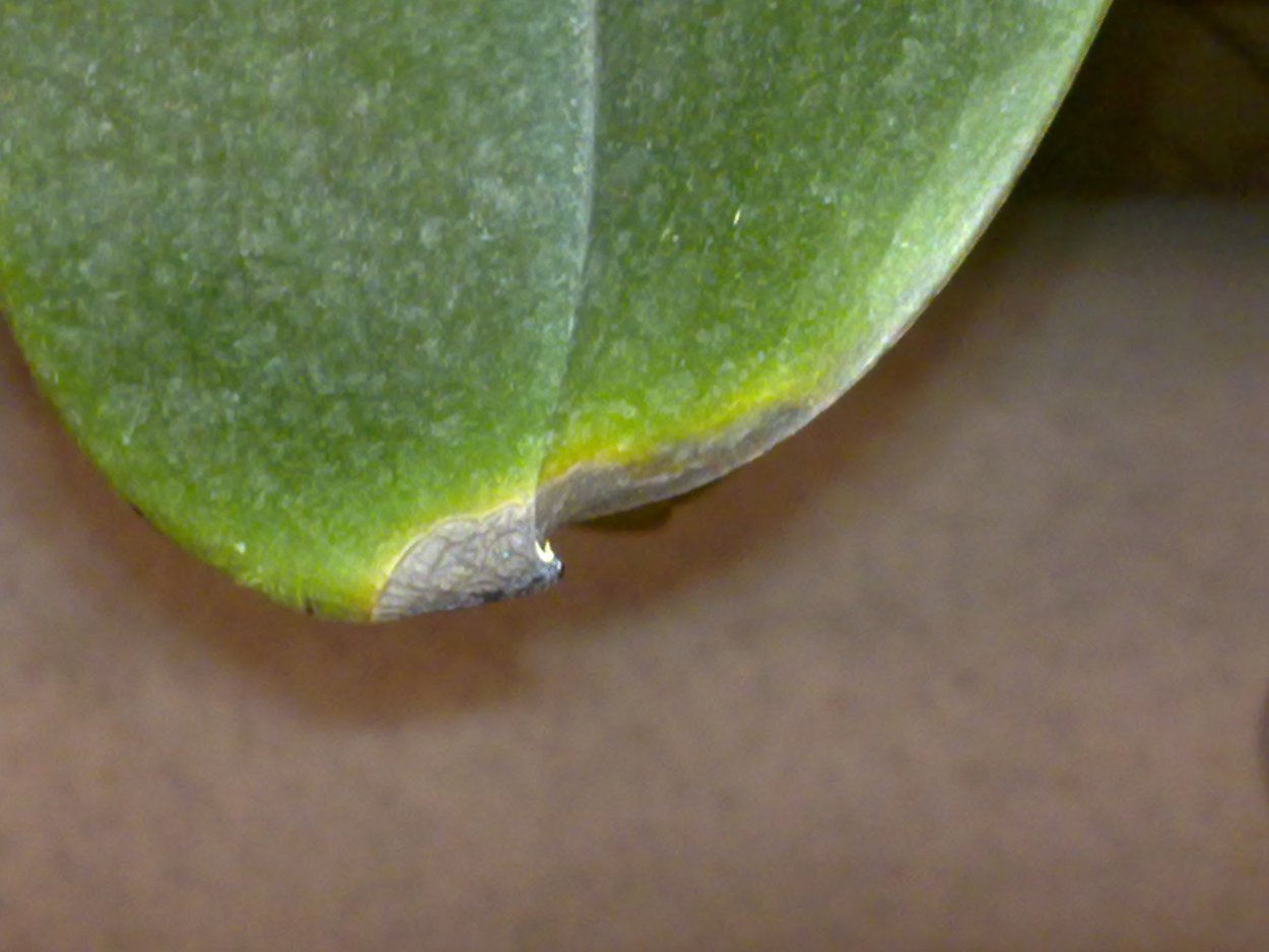 Антракноз листьев орхидеи