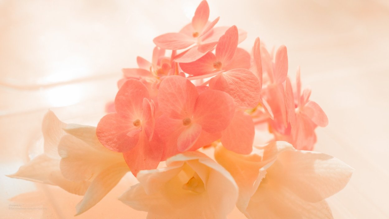 Фон в персиковых тонах