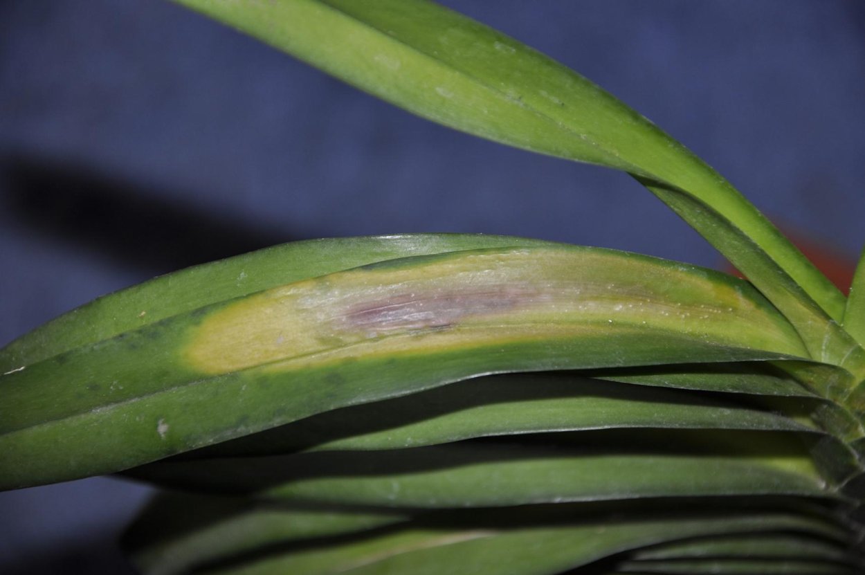 Гниль орхидей фаленопсис