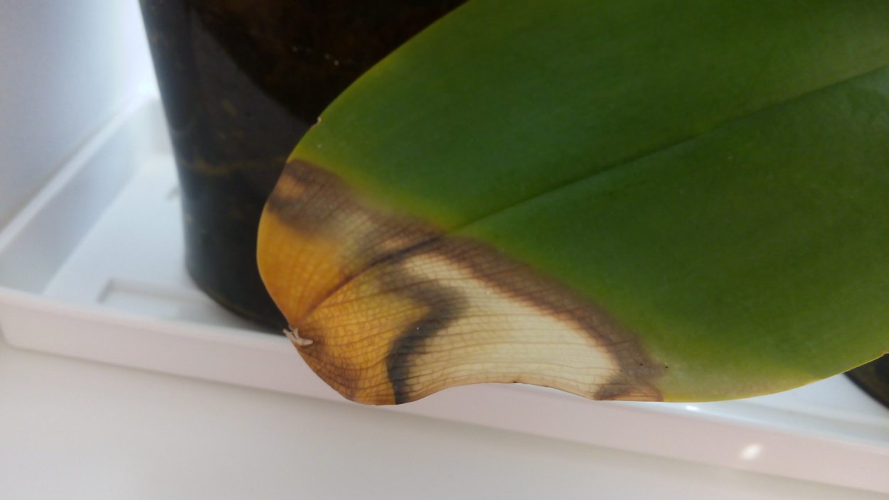 Оранжерейный клещ на орхидеях