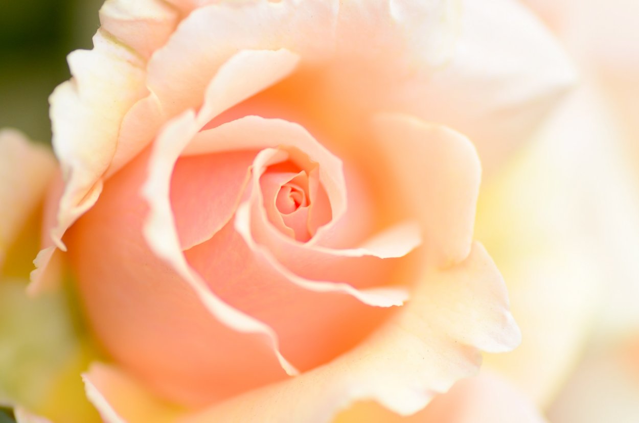 Персиковые цветы