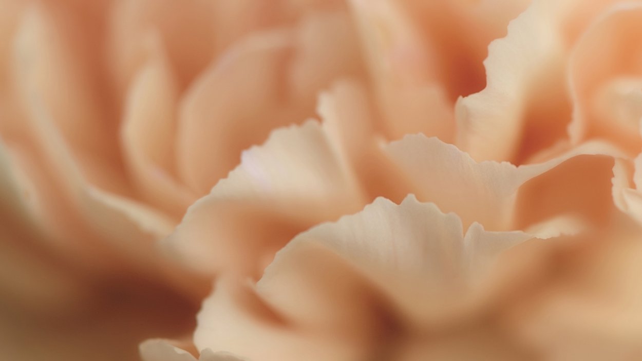 Красивый персиковый фон