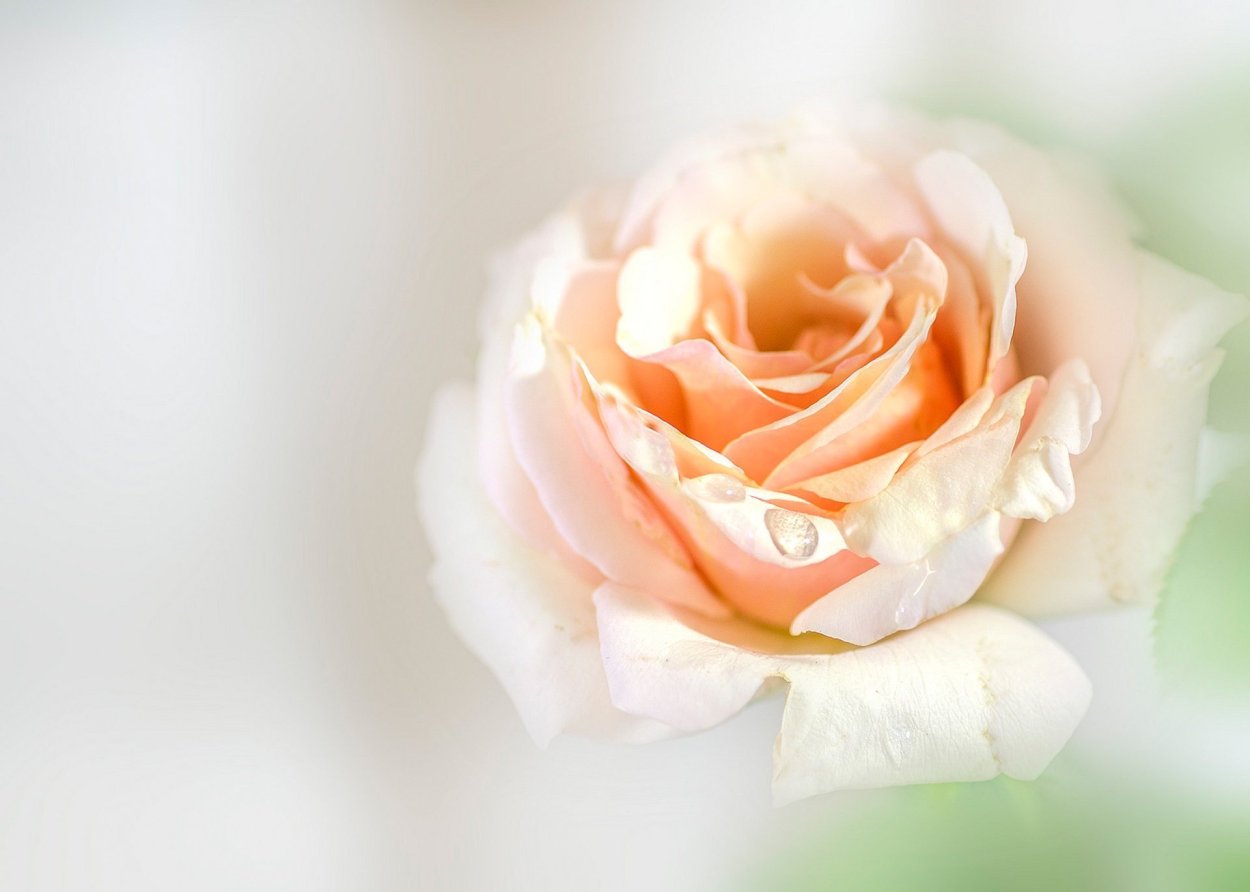 Бежево розовые розы