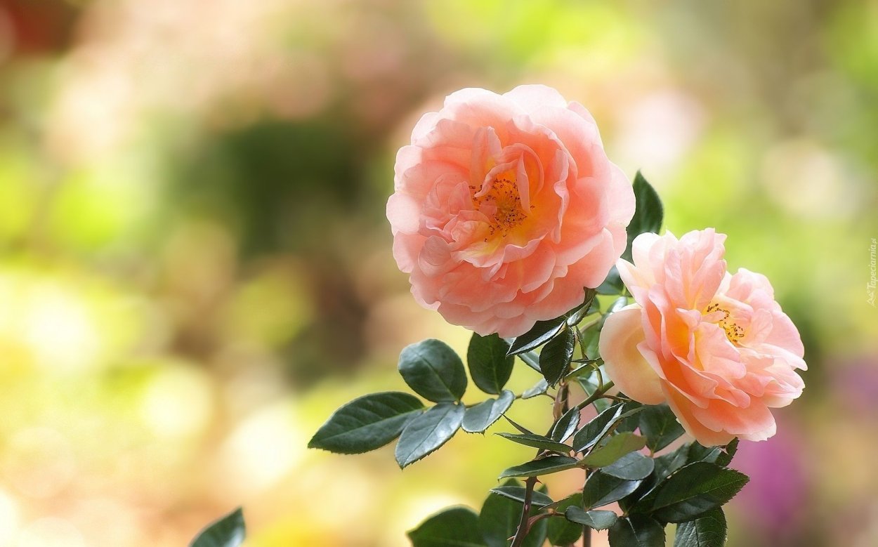 Куст персиковых роз