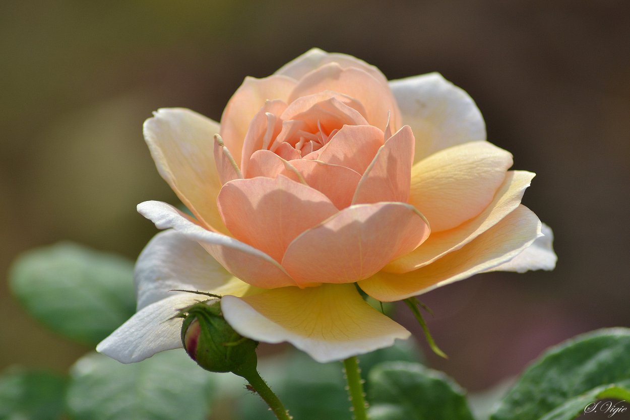 Бутон розы кремовой