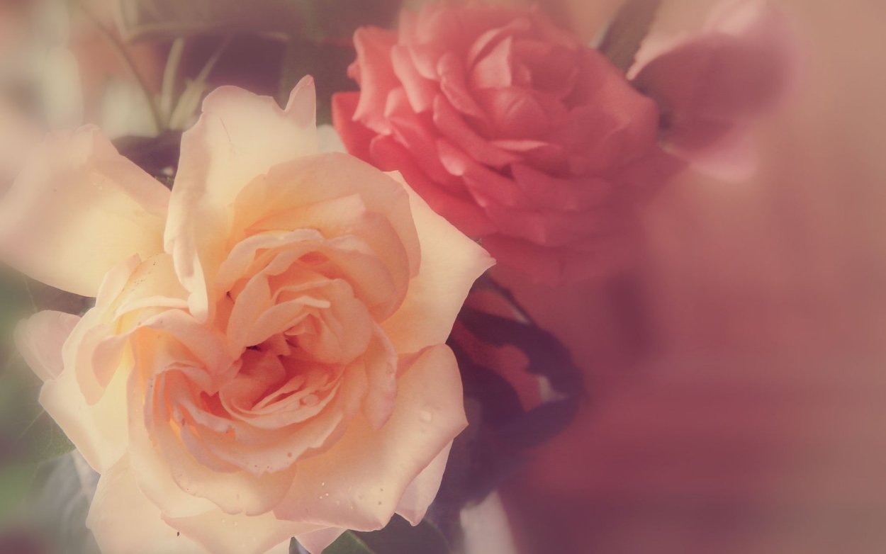 Нежные персиковые цветы