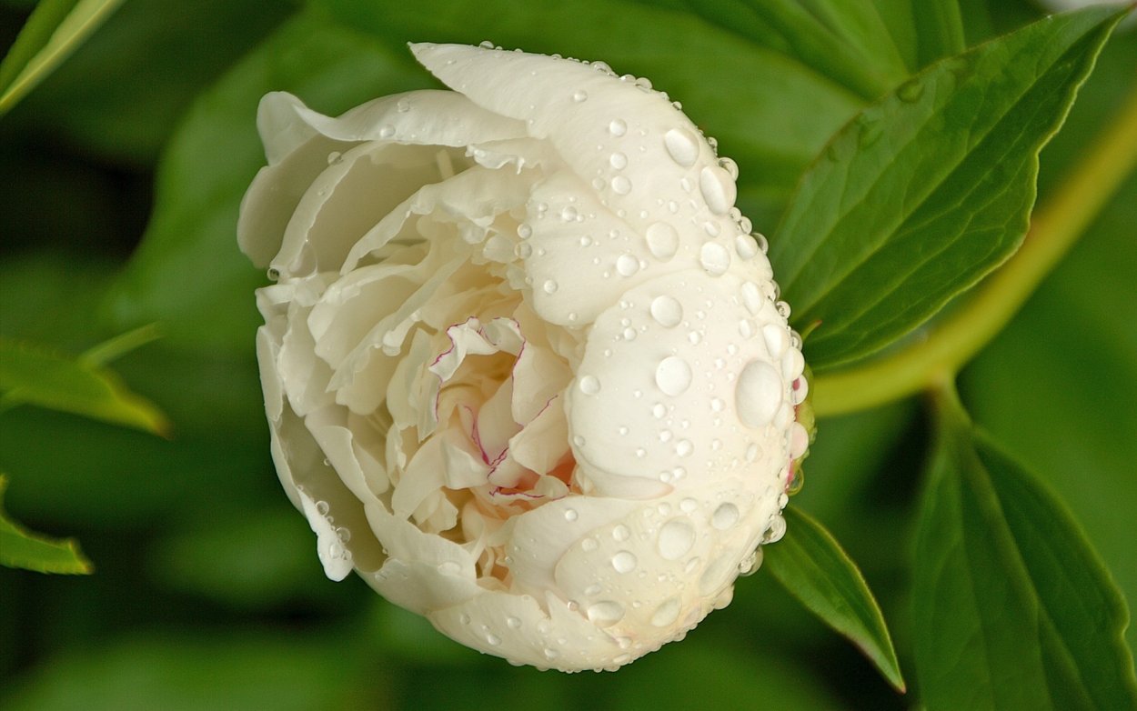 Бутон цветка сверху