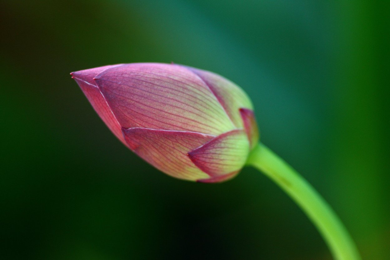 Бутон кувшинки закрытый