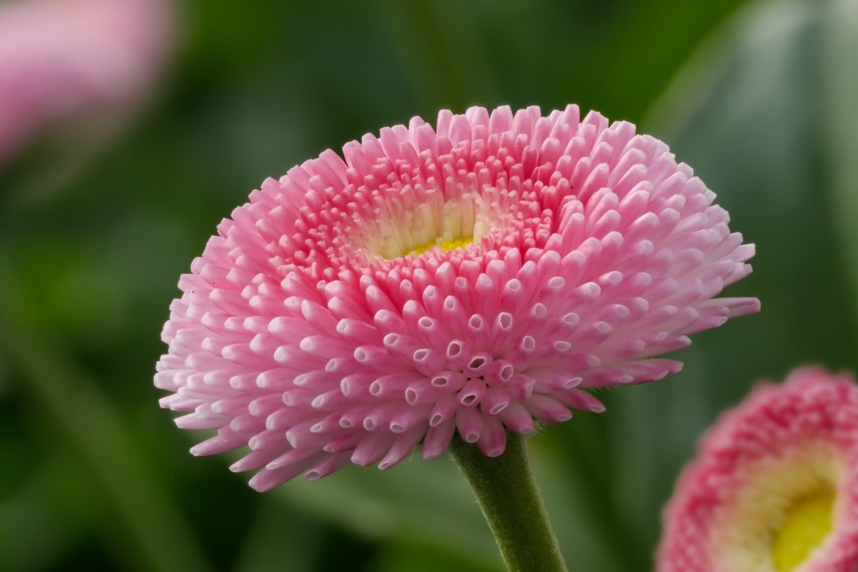 Нераскрывшийся бутон пиона