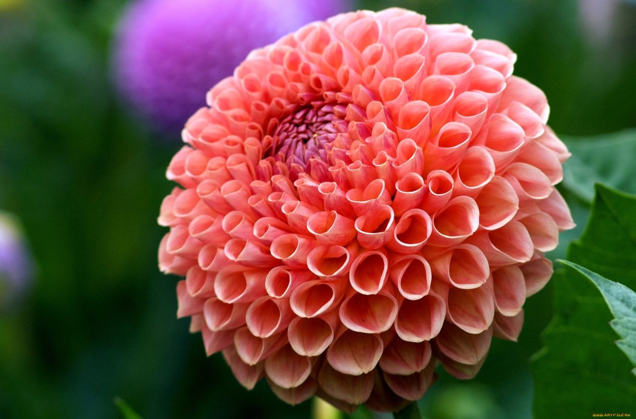 Букет чайных роз