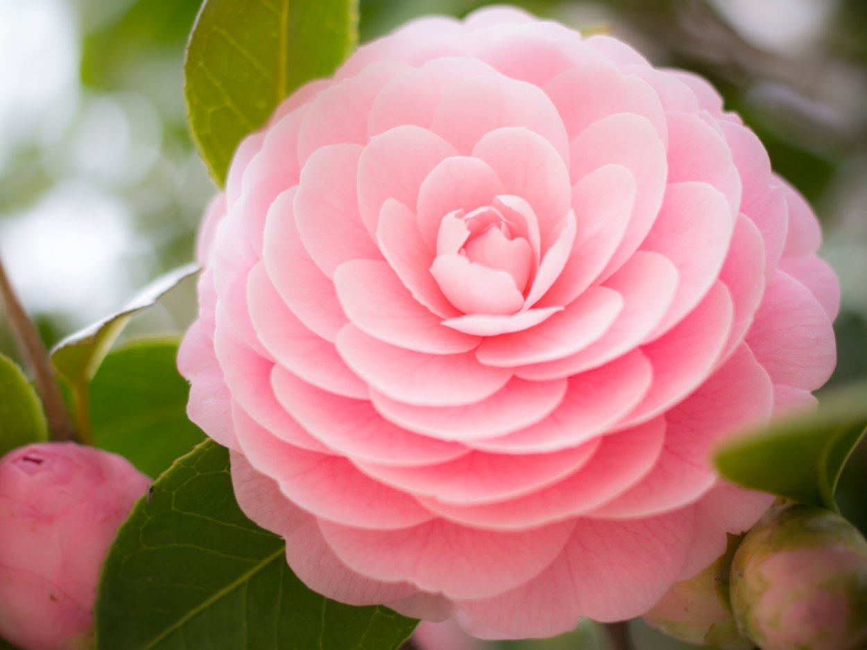 Бутон цветка