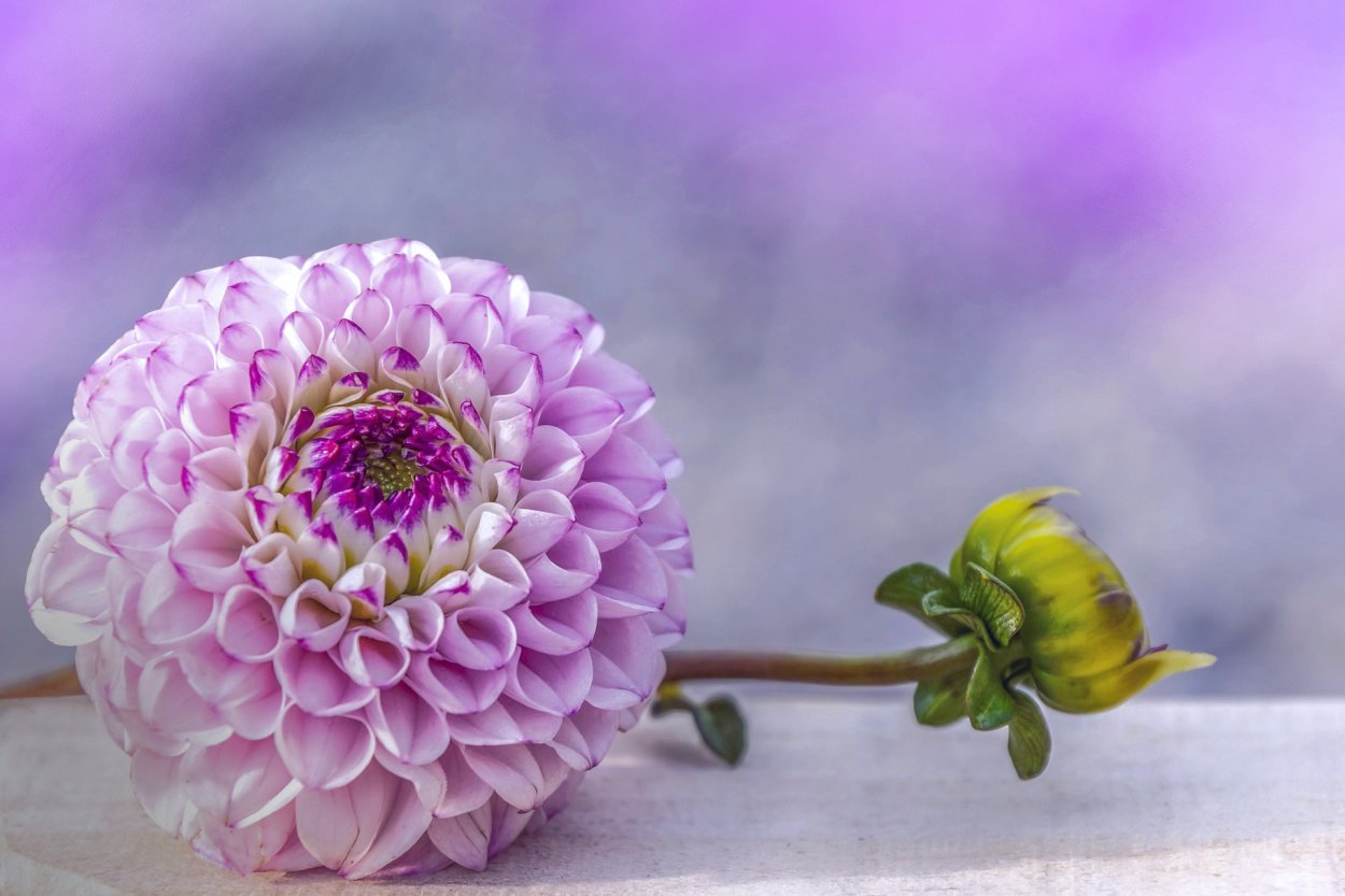 Пион с бутоном белый