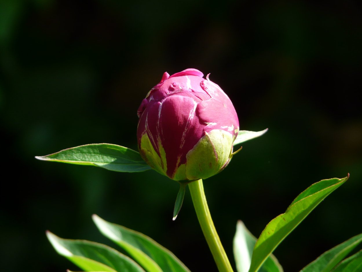 Оранжевые круглые цветы