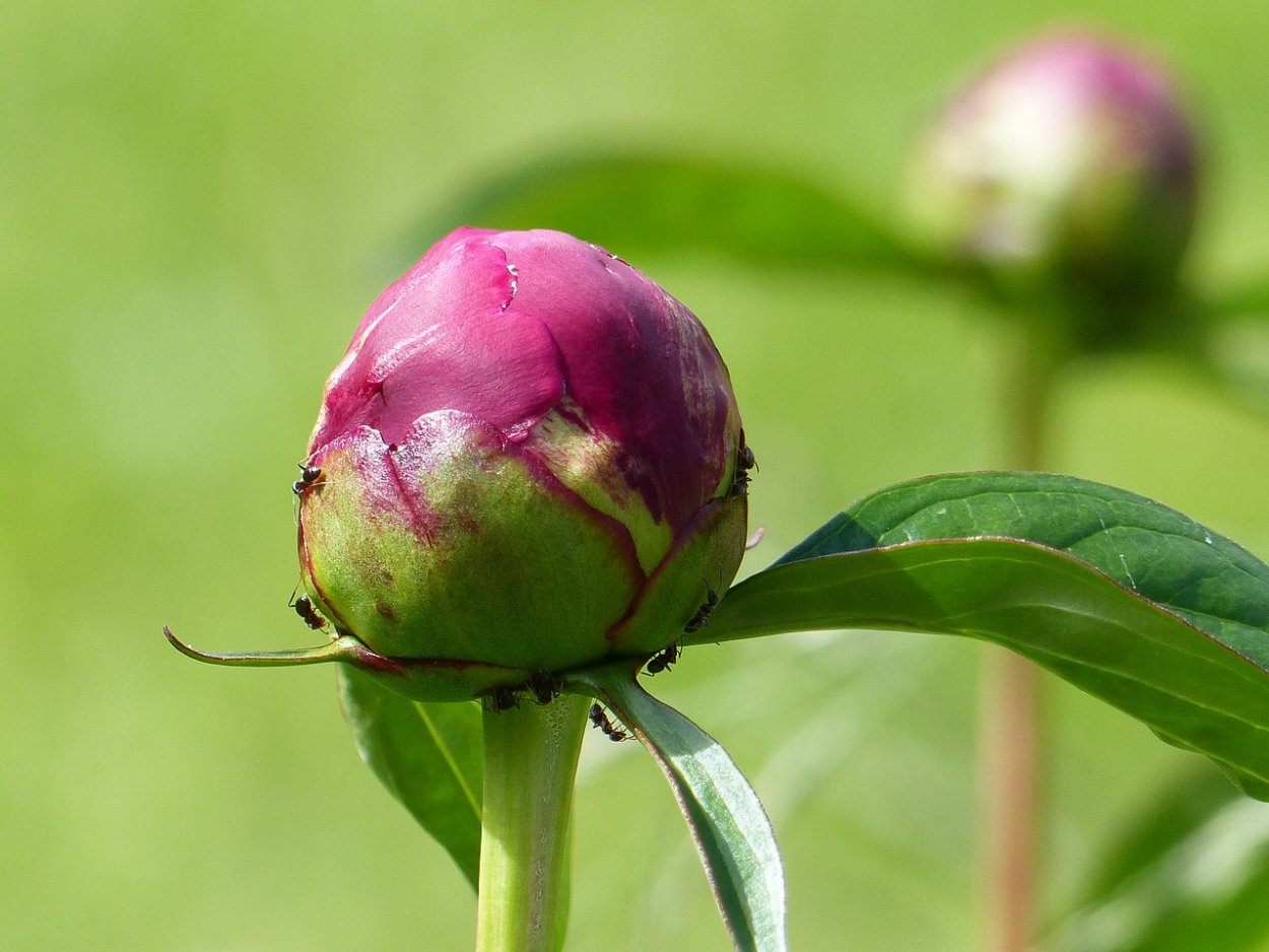 Лотос цветок бутон