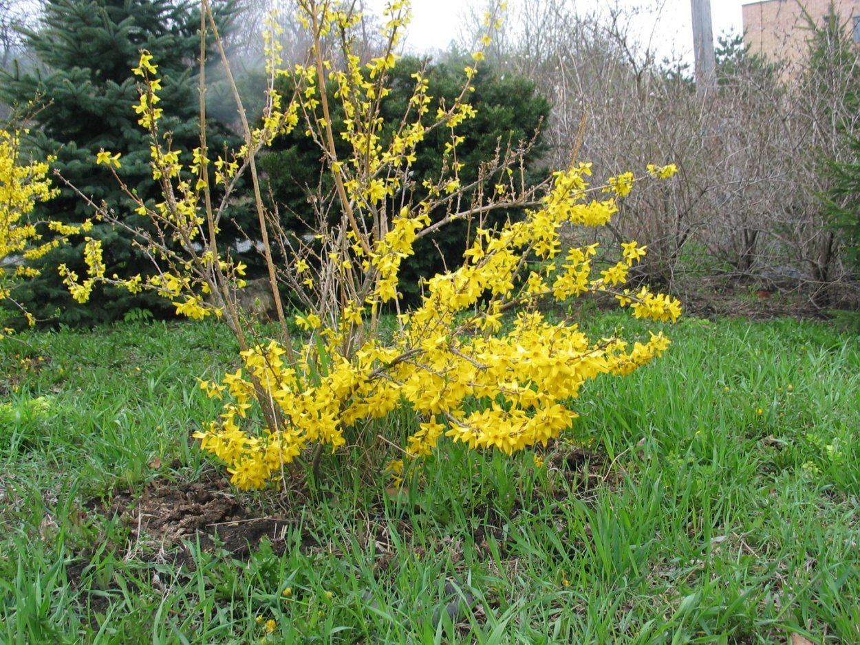 Форзиция промежуточная (Forsythia Intermedia Lynwood c2