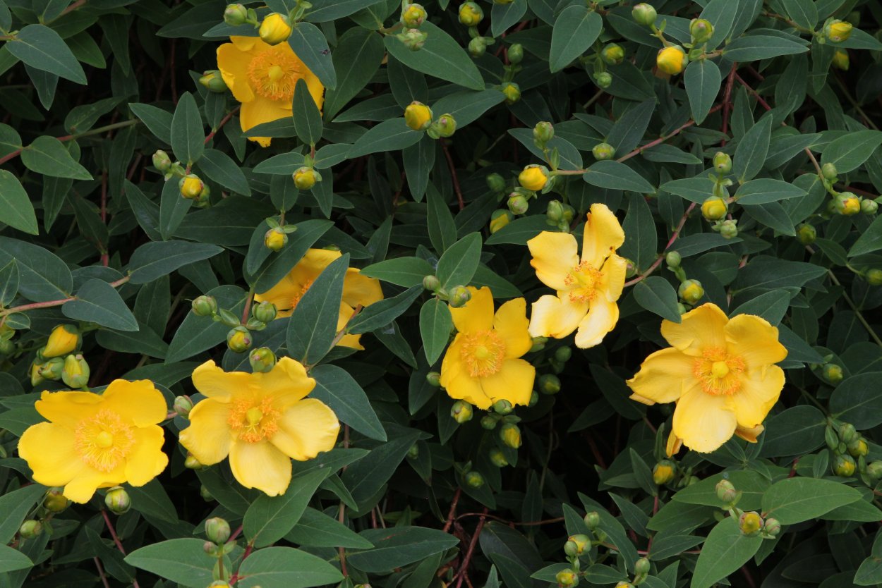 Цветочный куст с желтыми цветами