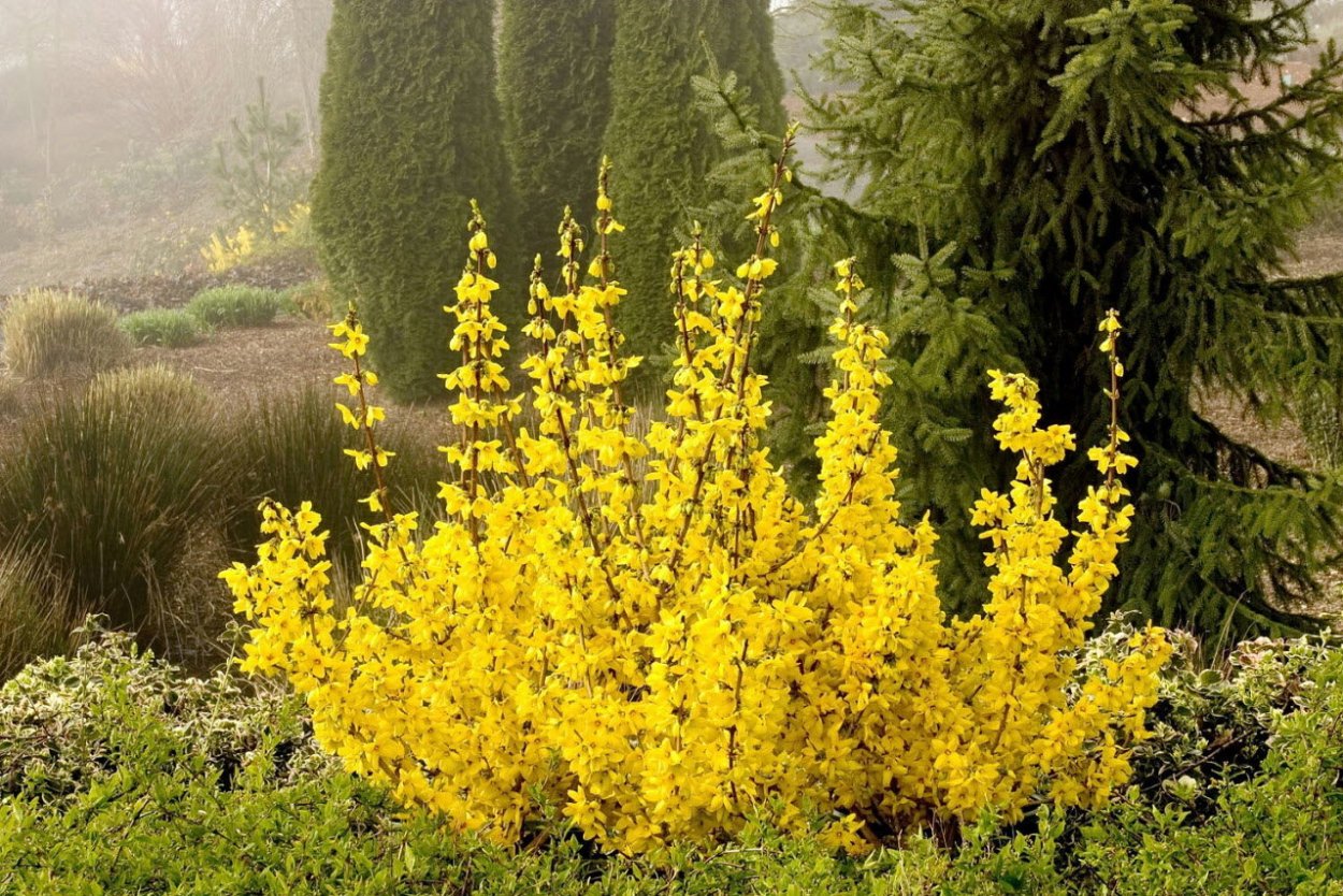 Фордиция Листвуд ярко желтый