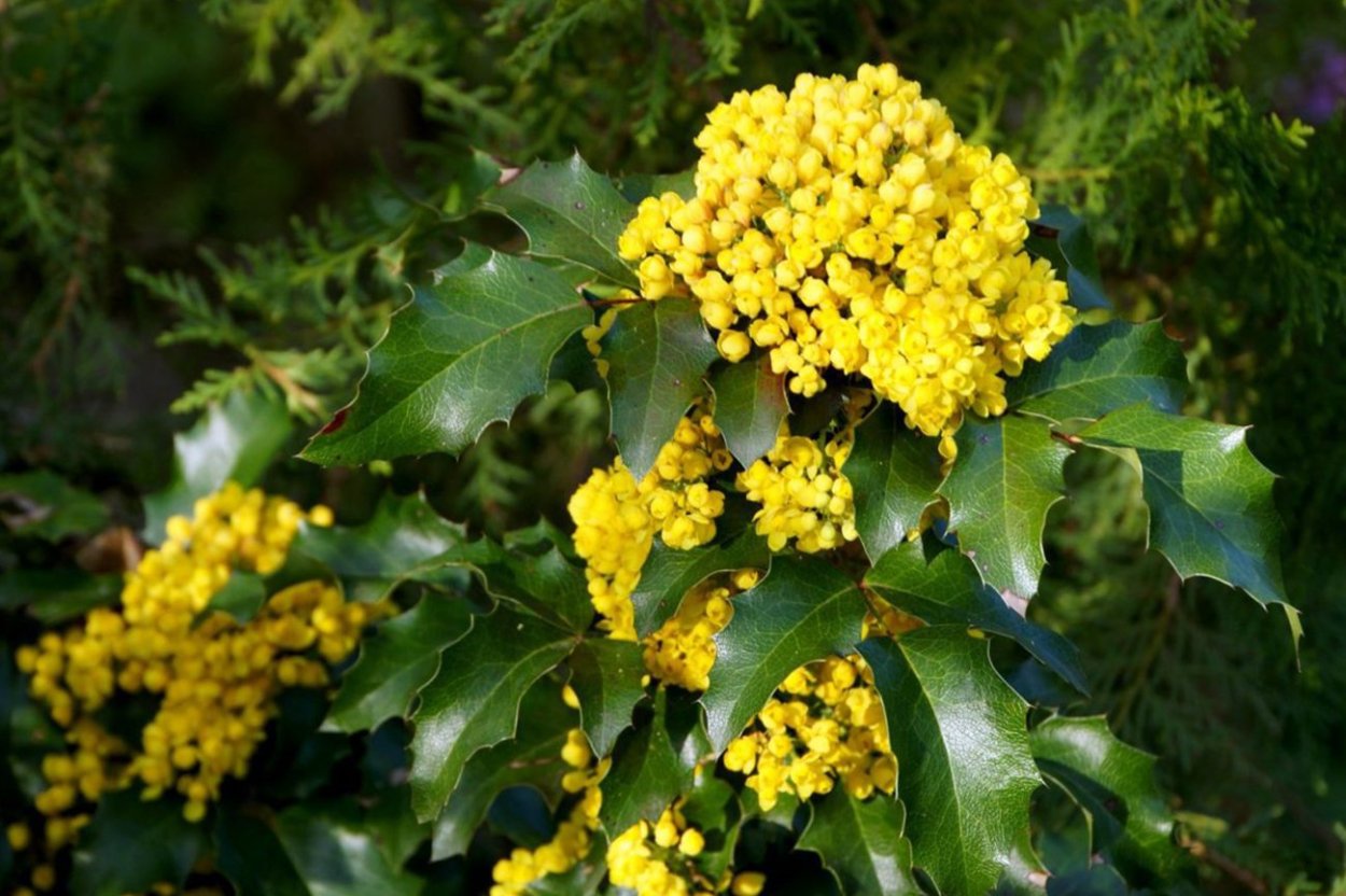 Магония падуболистная куст