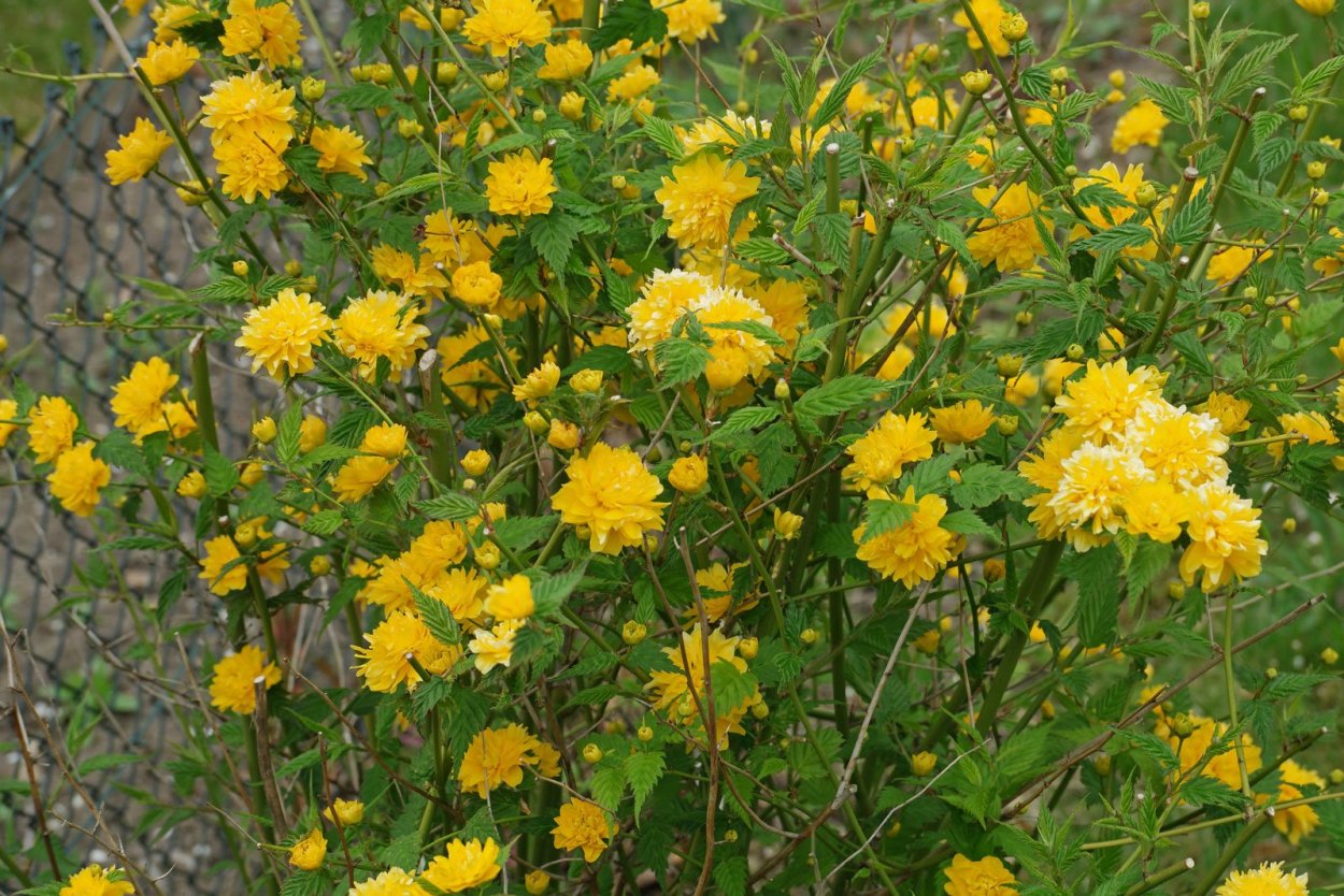 Магония падуболистная форма кроны