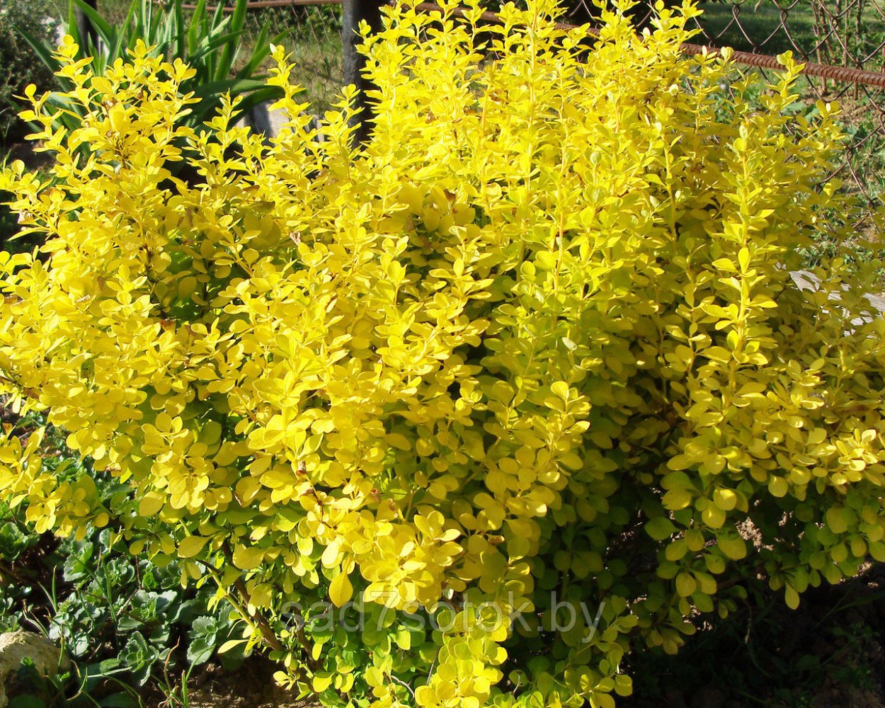 Керрия махровая желтая