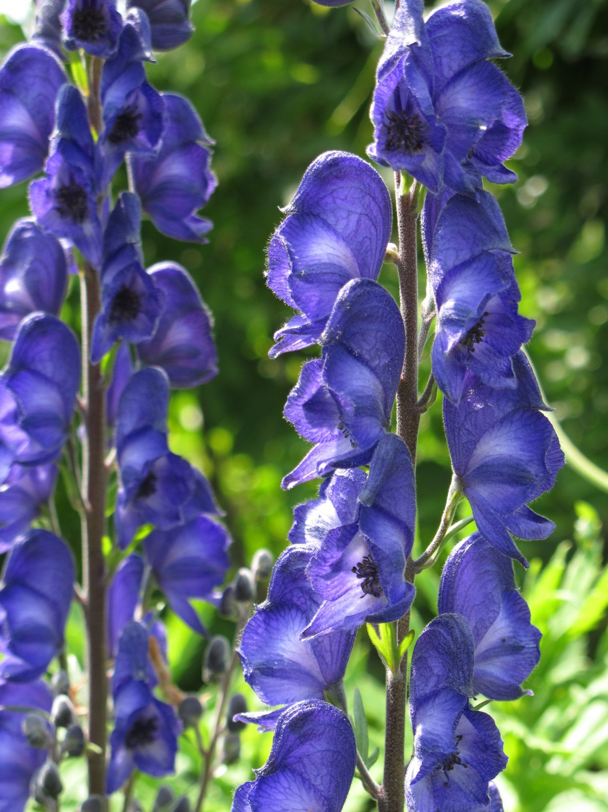 Аконит джунгарский