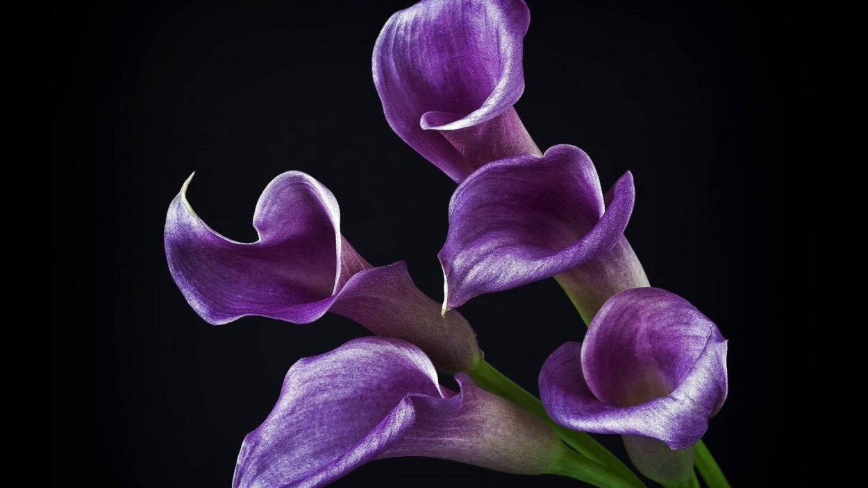 Колокольчик розовый