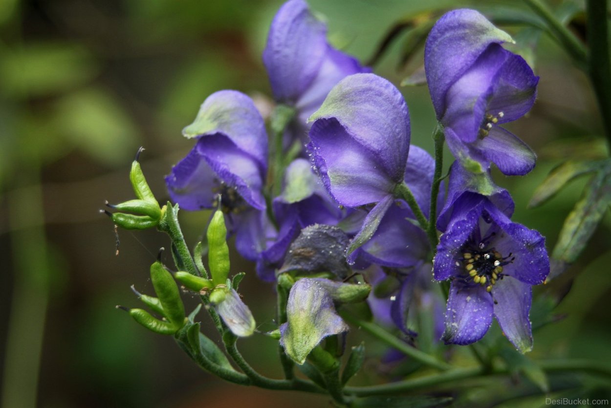 Аконит Элеонора