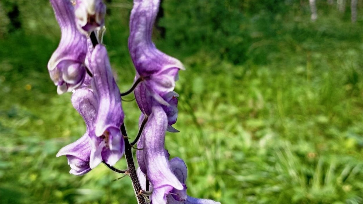 Аконит цветок многолетник