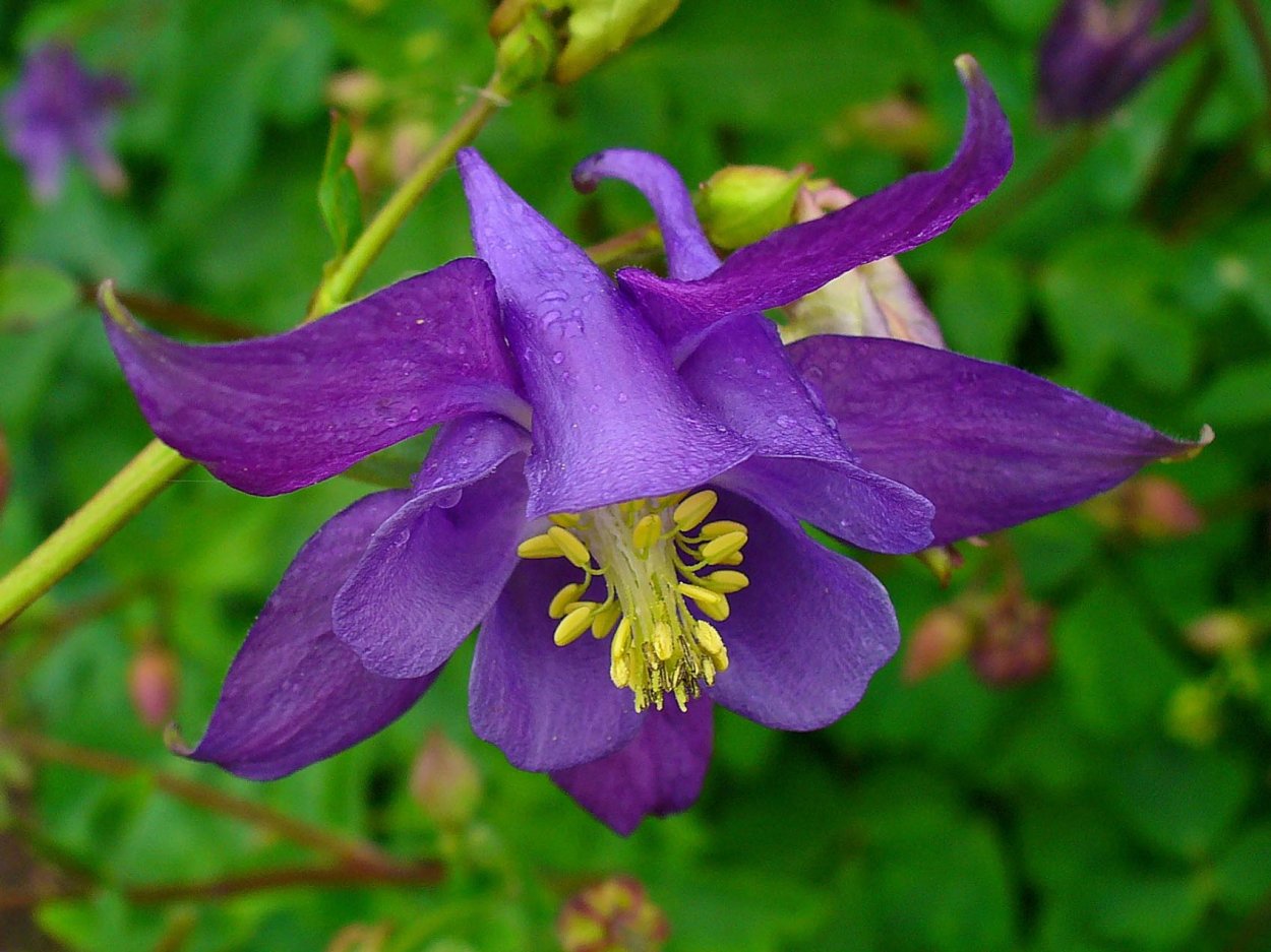 Фиолетовые ядовитые виды цветов