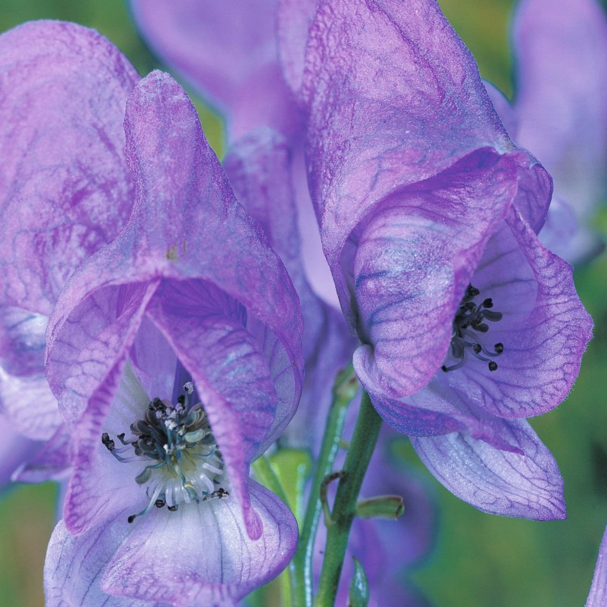 Аконит цветок