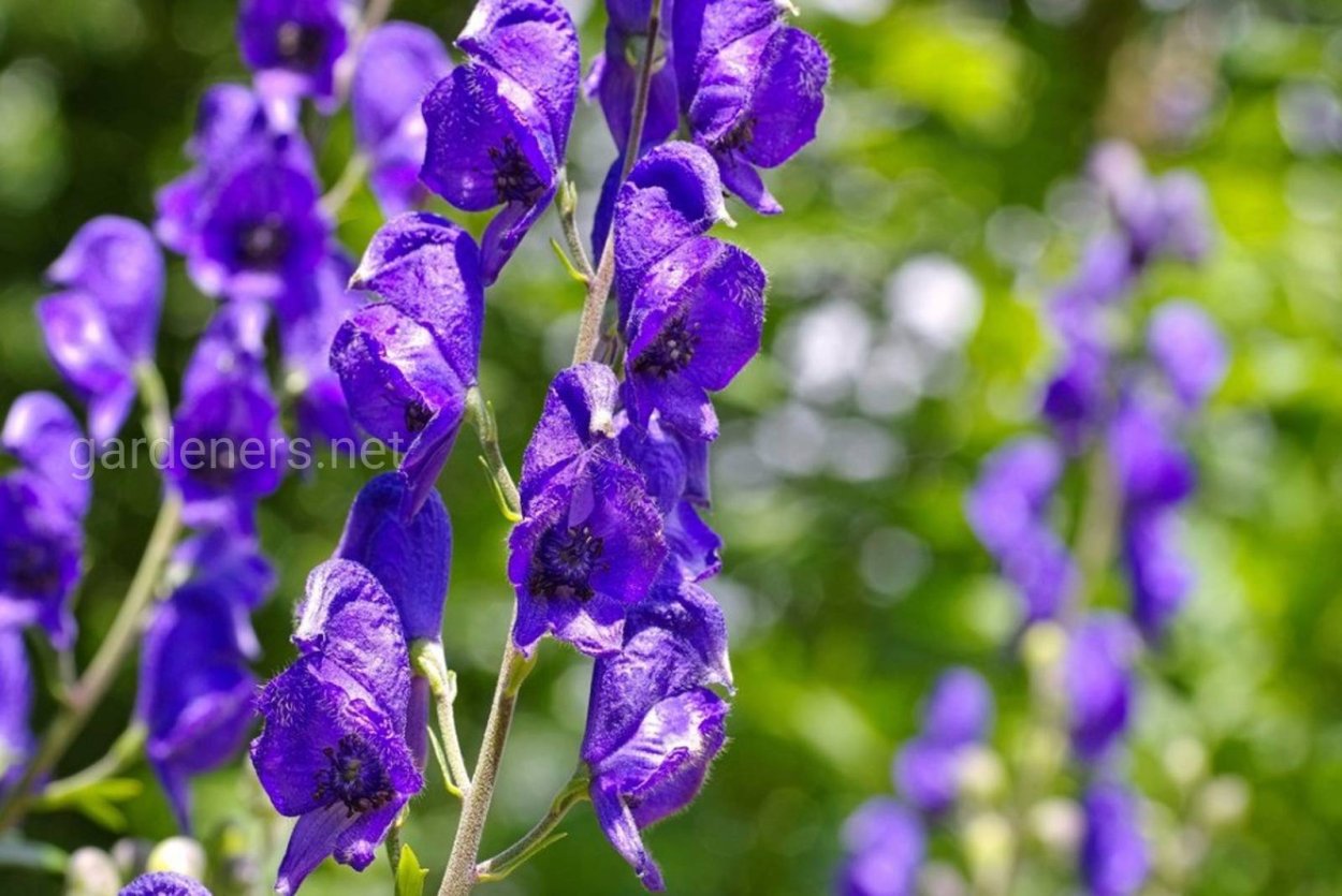 Волчий Аконит