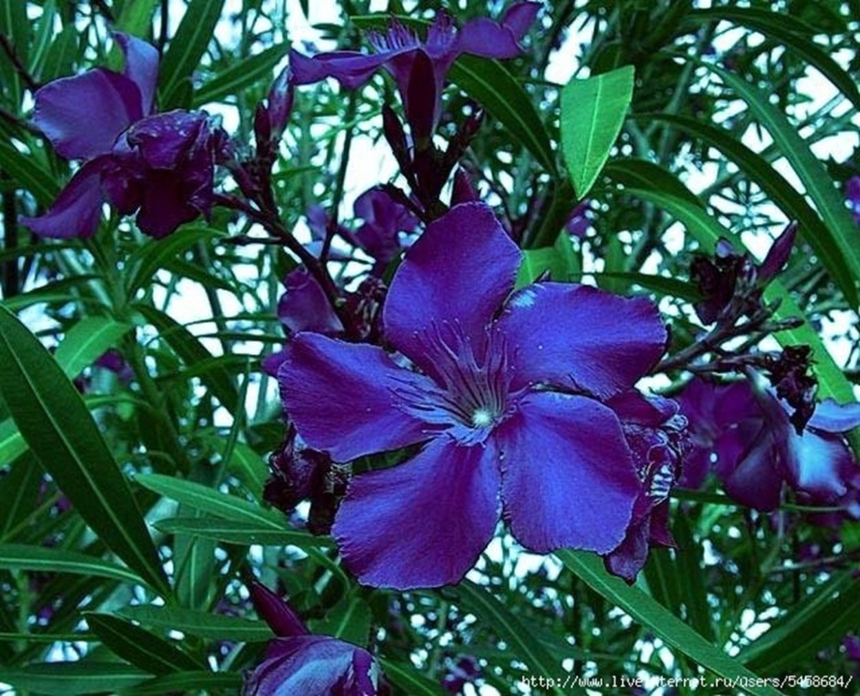 Ясенец Неопалимая Купина ожоги